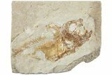 Cretaceous Fossil Fish (Armigatus) - Lebanon #238340-1